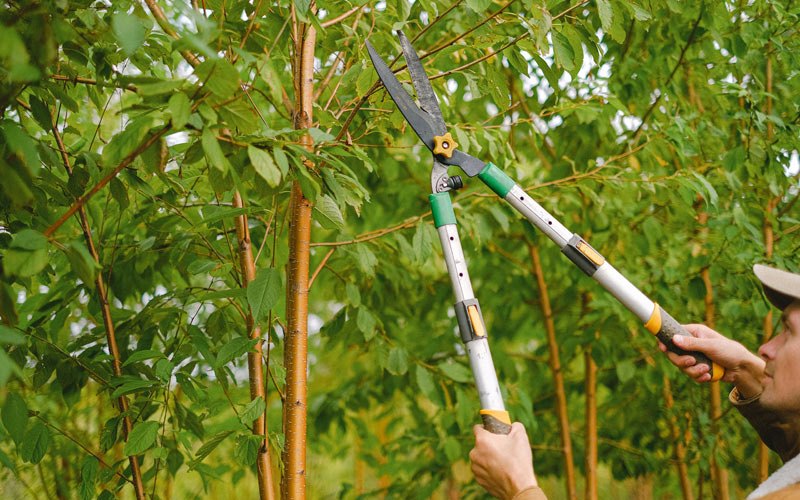 Tree trimming in Waucoma, IA